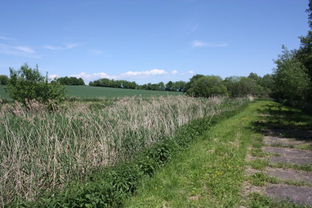 Klärteichanlage Bleckenrode (3)